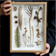 Cabinet de la Nature - Art en Boîte d'Ombre avec Spécimens Botaniques Réels