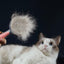 Premium Pet Grooming Brush for Dogs and Cats