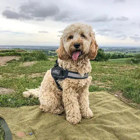 Harnais de sécurité premium pour chiens pour des promenades confortables