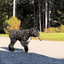 Paw Smoke Dog Toy - Fun and Durable Playtime Companion