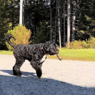 Paw Smoke Dog Toy - Fun and Durable Playtime Companion