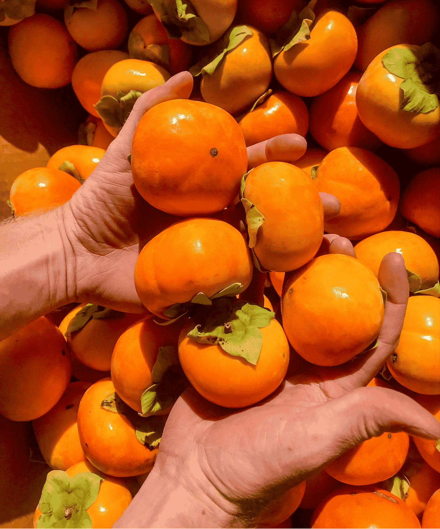 Vinagre de Persimón Fermentado Naturalmente