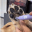 Pet Paw Moistening Roller for Healthy Paws