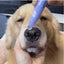 Pet Paw Moistening Roller for Healthy Paws