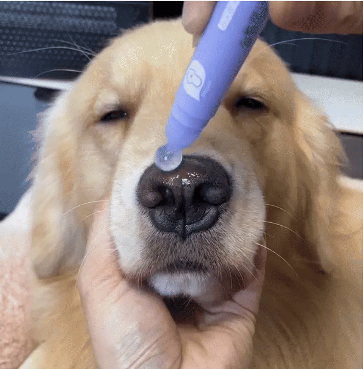 Pet Paw Moistening Roller for Healthy Paws