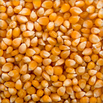 Premium Popcorn Kernels for Gourmet Snacking