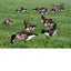 Pro II Lite Decoy Set - Lightweight Full Color Design - Korvel