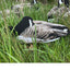 Pro Series II Sit’n Geese Decoys