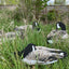 Pro Series II Sit’n Geese Decoys