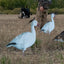 Decoys de Ganso de Nieve Pro Series II
