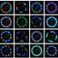 1PC Bike Spoke Light Mini LED Bicycle Wheel Decorative Tire Valve Caps Lamp Cycling Warning Lights LED Bicycle Wheel Lights Neon Flashing Lamp Glow In The Dark Cool Safe Accessories - Korvel