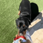 PuffPlay Interactive Dog Toy