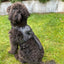 PullGuard Leashmate ( M- Big dogs) - Korvel