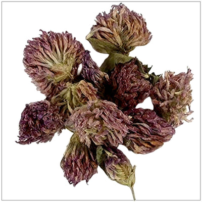 Premium Red Clover Blossoms