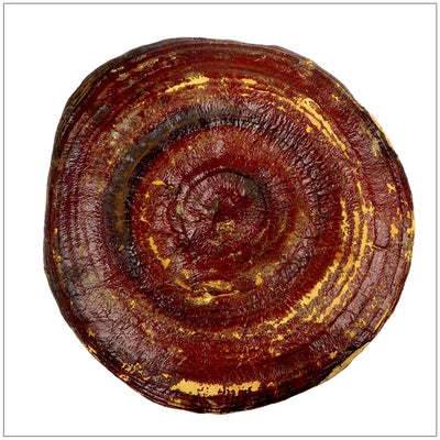 Premium Reishi Mushroom Whole