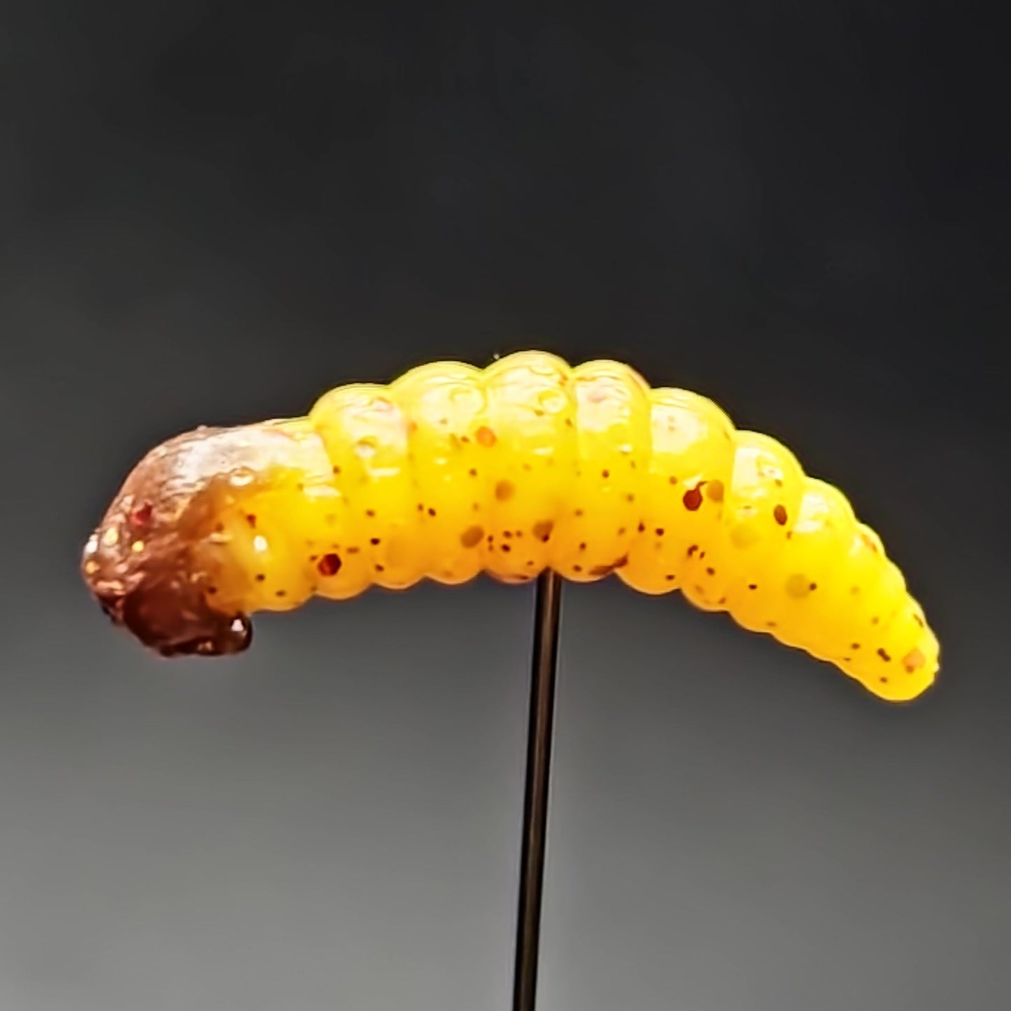 1" Waxworm "The Ultimate Tater Bug" - Korvel