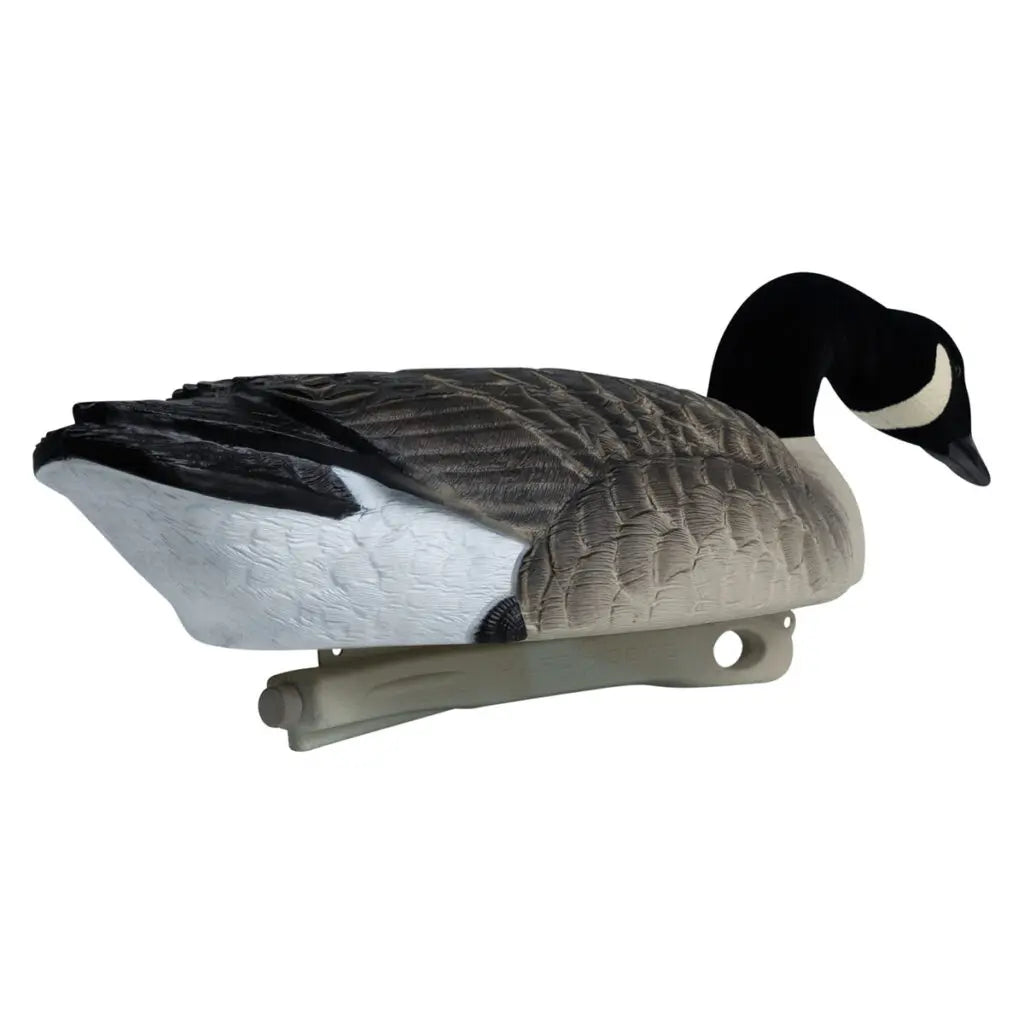 Decoys Flotantes Canadá Goose Serie Rugged – Paquete de 6 con Cabeza Aterciopelada