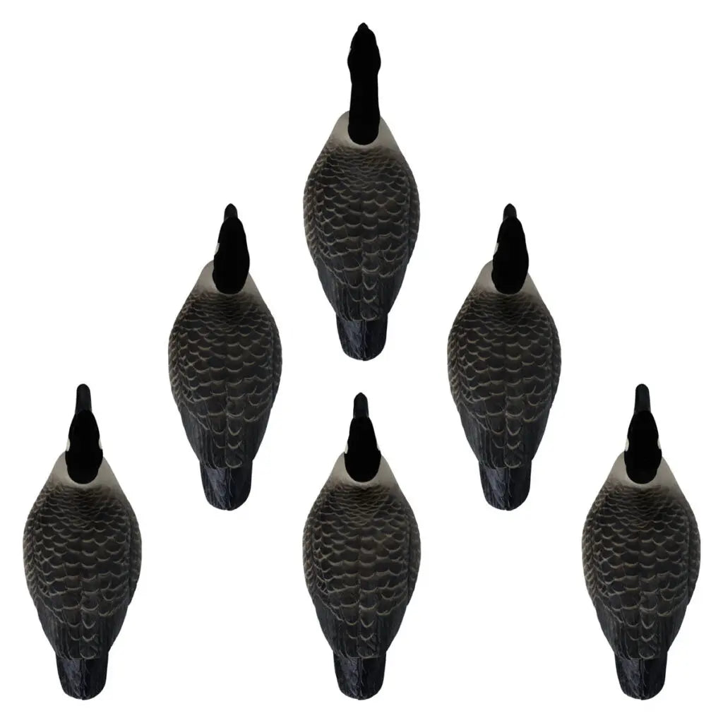 Decoys Flotantes Canadá Goose Serie Rugged – Paquete de 6 con Cabeza Aterciopelada
