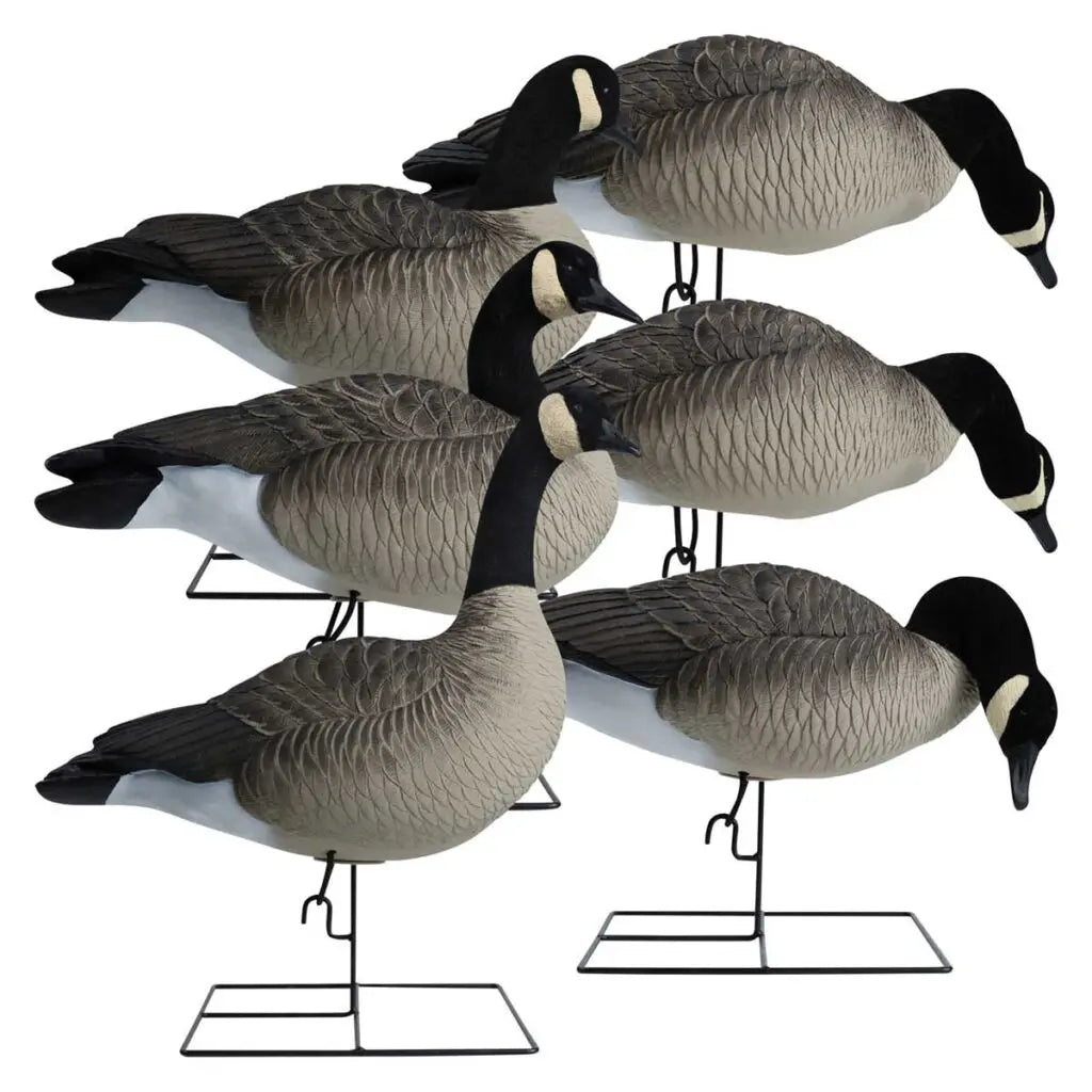 Rugged Series Full Body Canada Goose Decoys with Flocked Heads