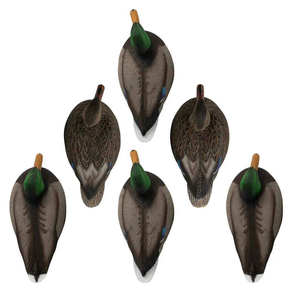 Canards Mallard Standard de la Série Rugged