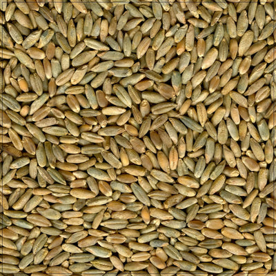 Premium Rye Berries for Culinary Delights