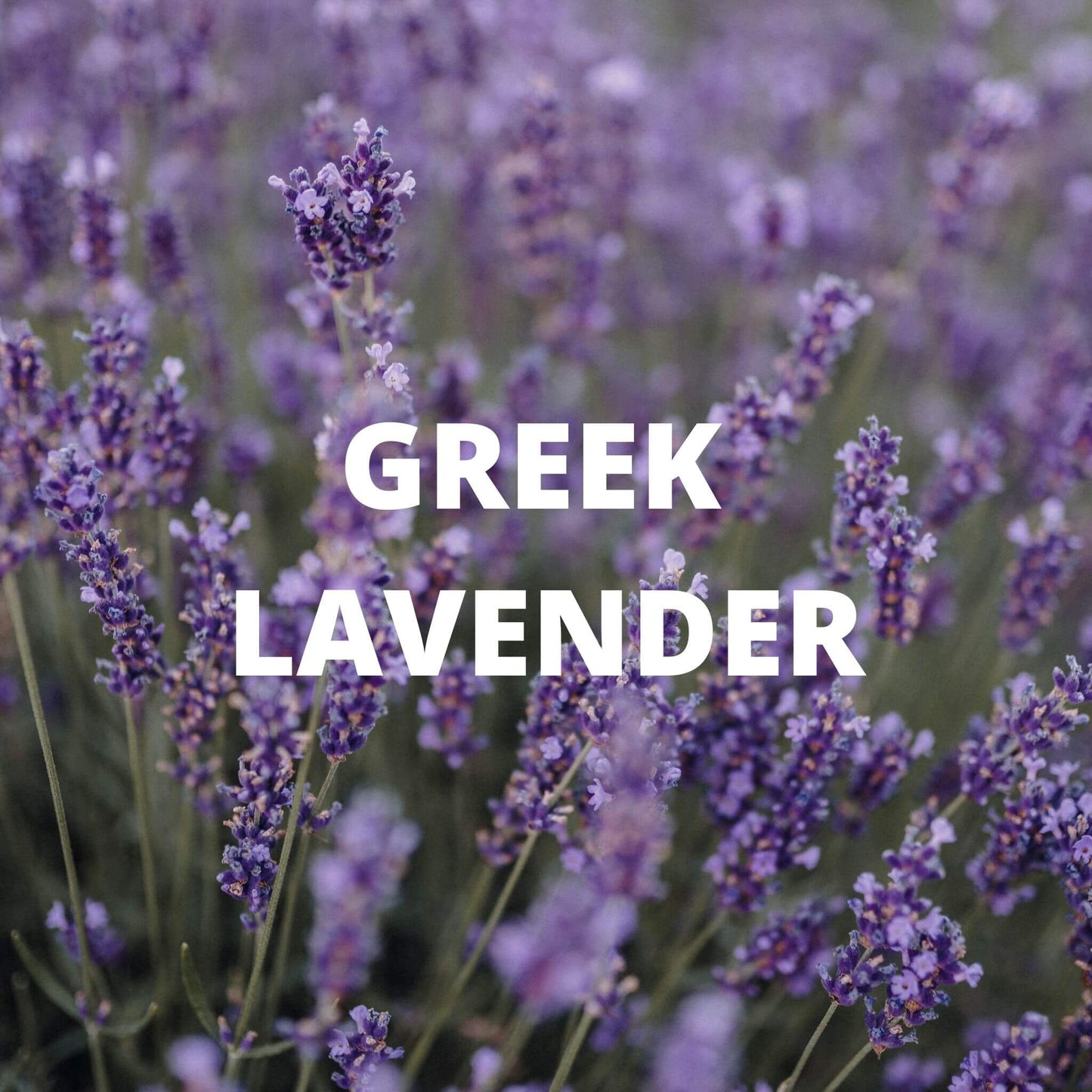 Greek Mountain Tea with Lavender & Chamomile – Calming Wildcrafted Blend