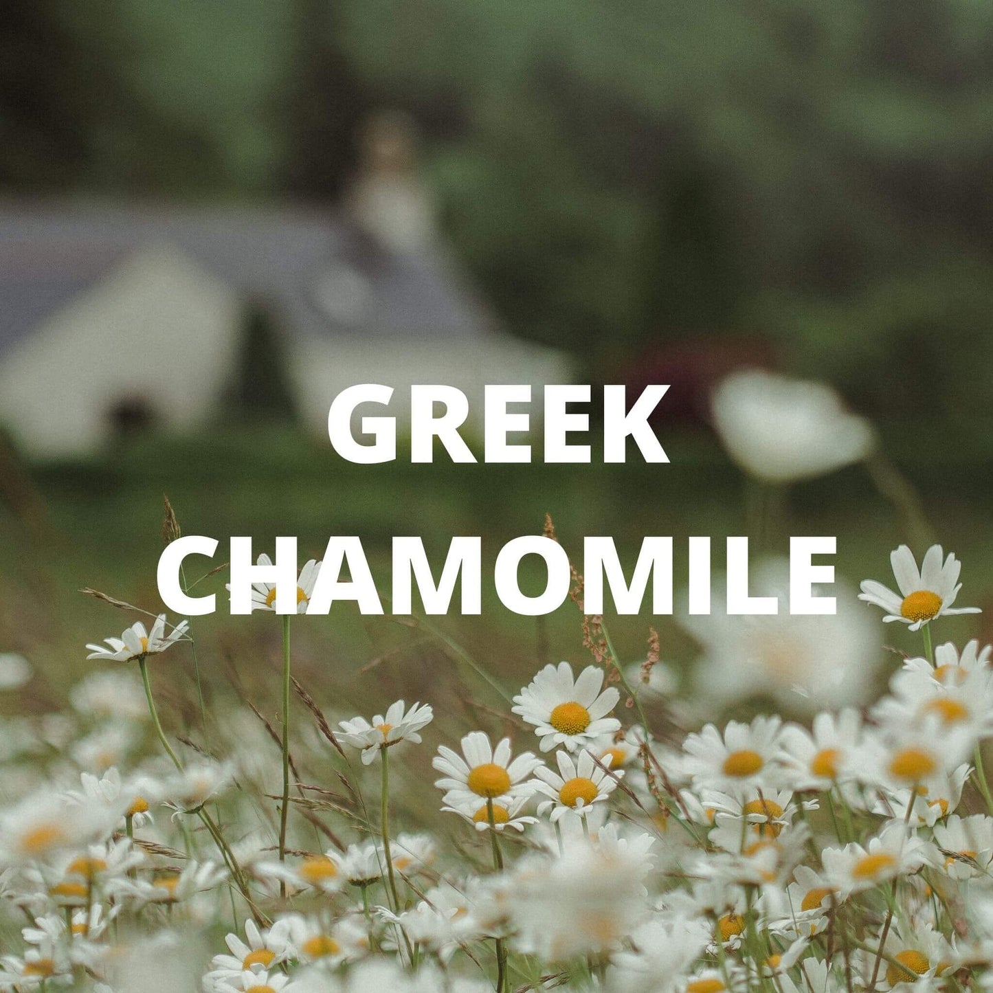 Greek Mountain Tea with Lavender & Chamomile – Calming Wildcrafted Blend