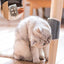 Cepillo Autogroomer para Gatos - Masajeador Interactivo para Gatos