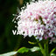 Sleep Tea – Lavender, Chamomile, Valerian & Passionflower Blend