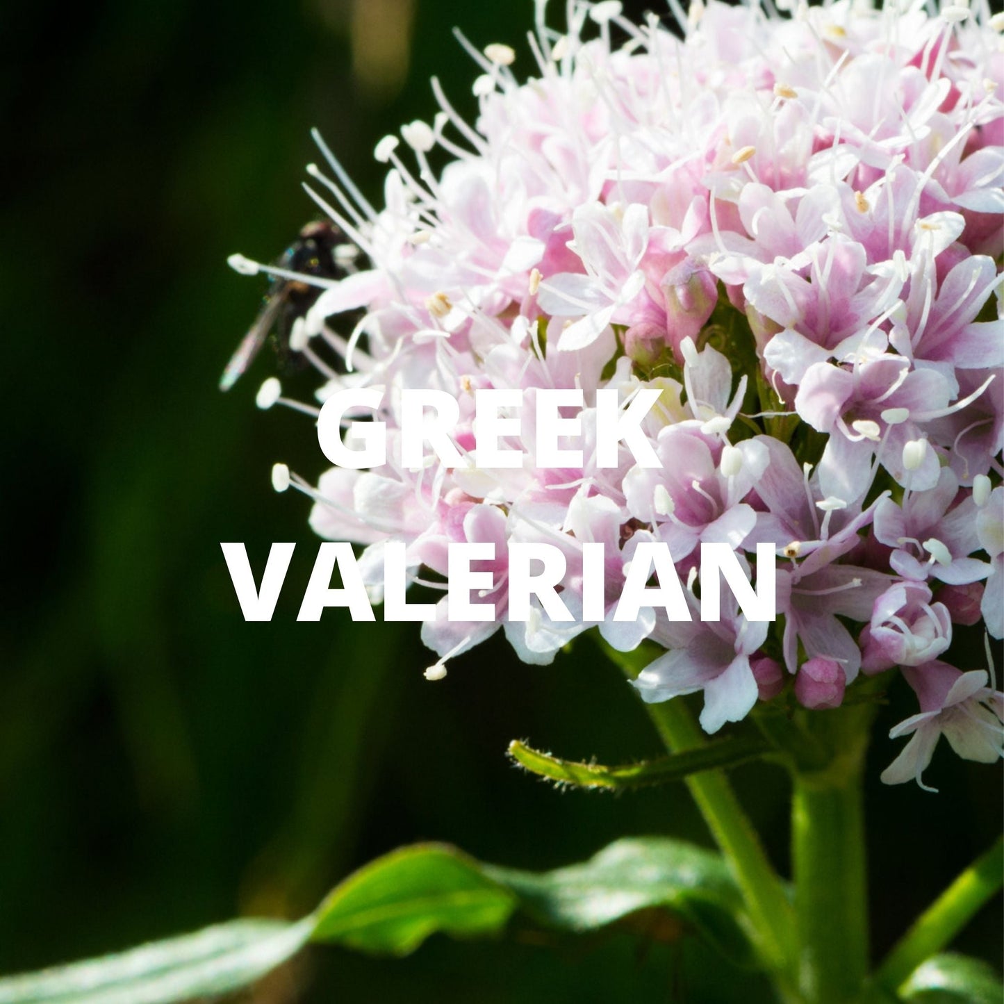 Sleep Tea – Lavender, Chamomile, Valerian & Passionflower Blend