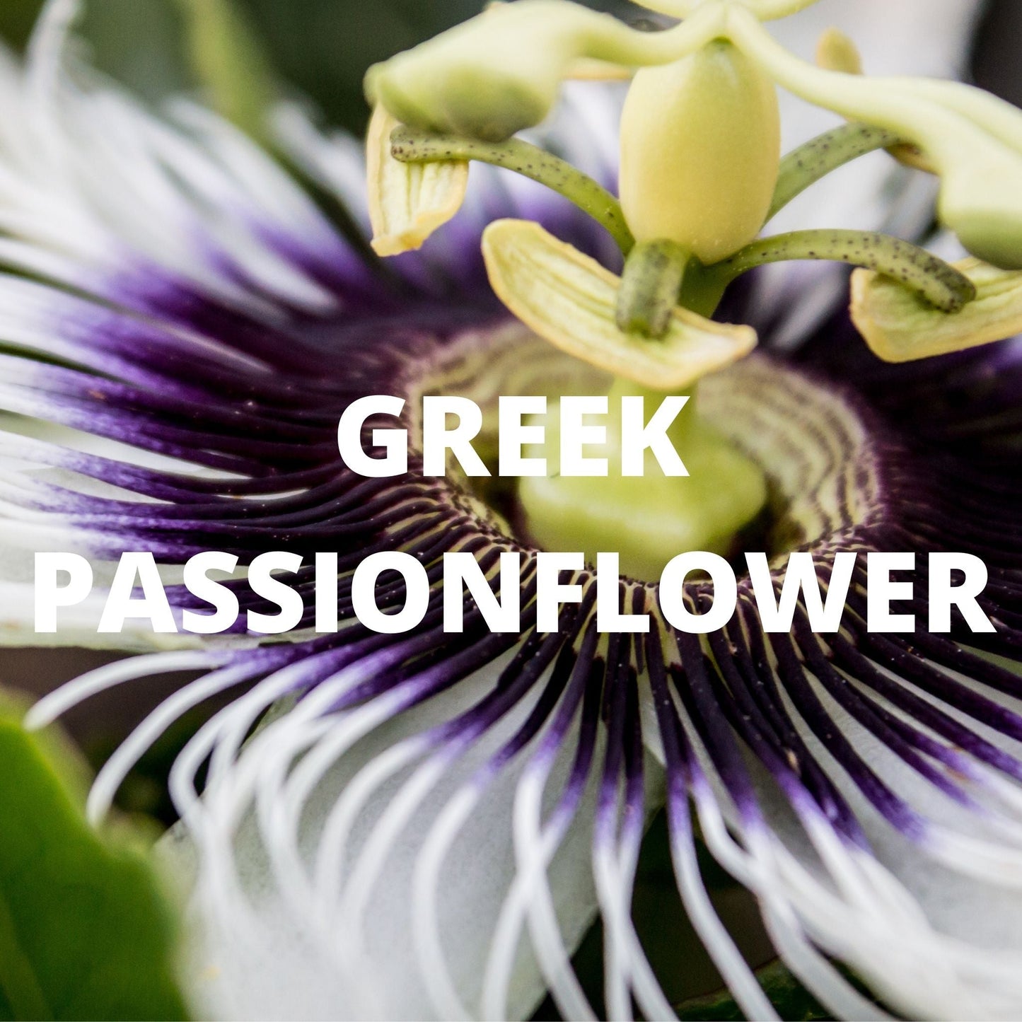 Sleep Tea – Lavender, Chamomile, Valerian & Passionflower Blend