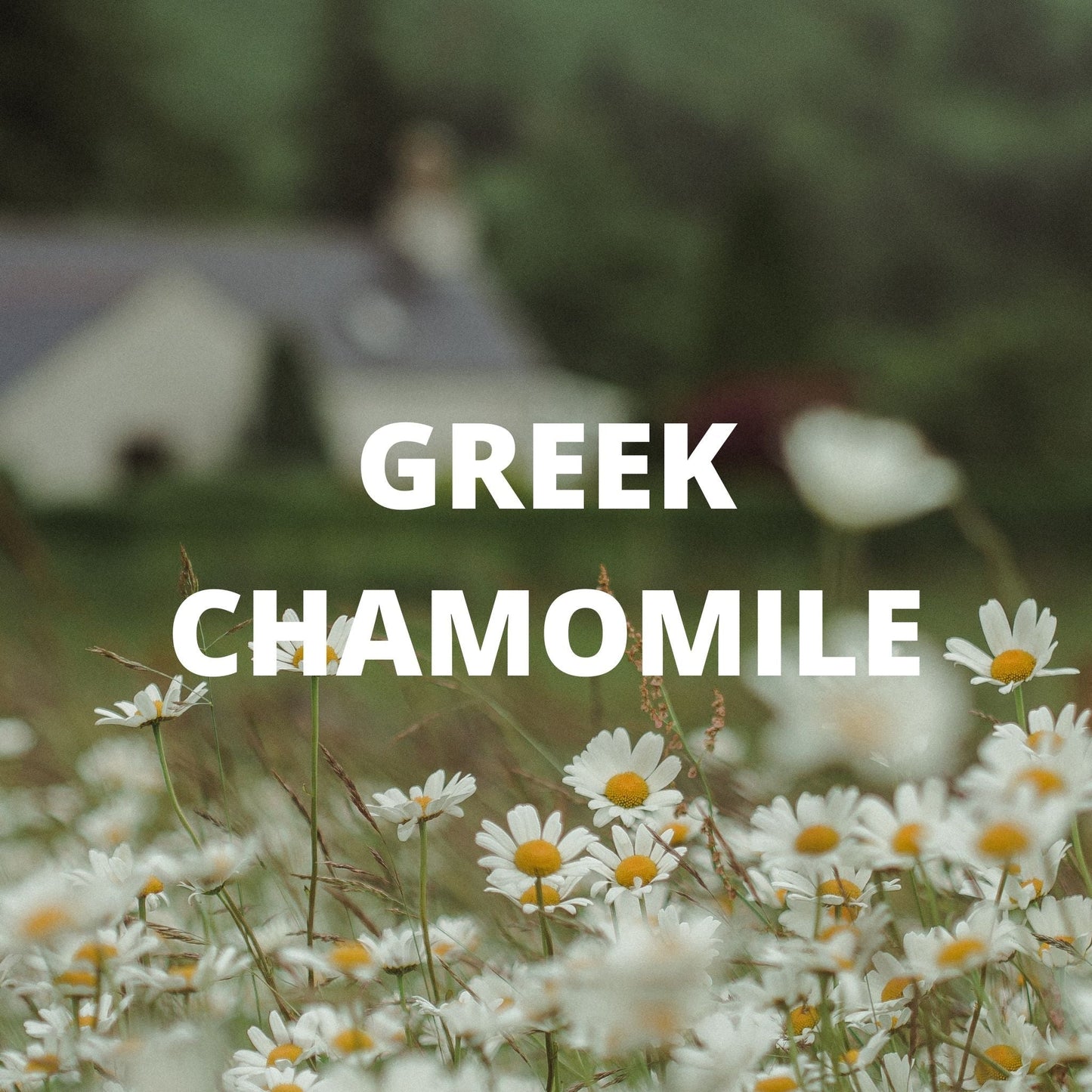 Sleep Tea – Lavender, Chamomile, Valerian & Passionflower Blend