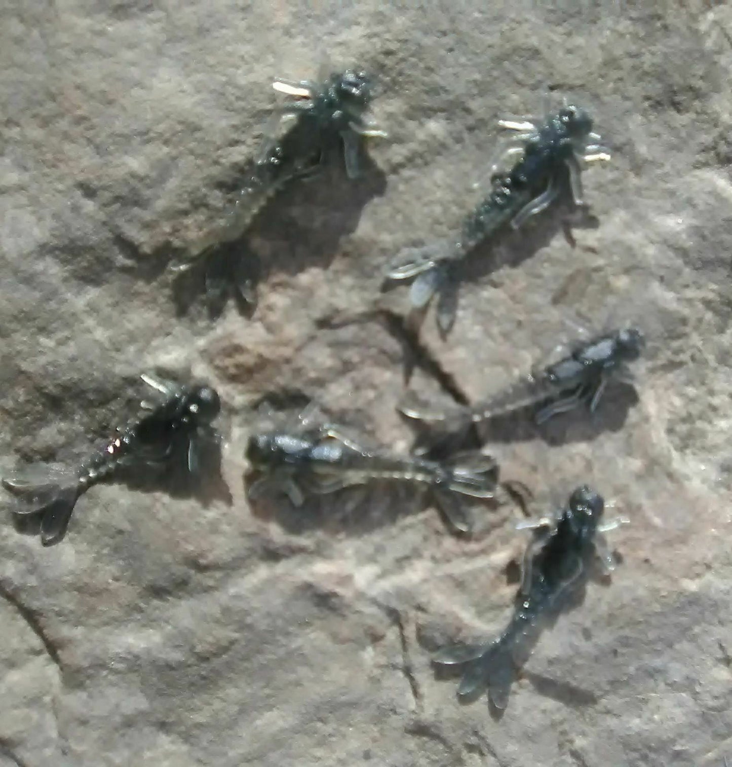 Custom 1.2" Soft Mayfly Nymphs