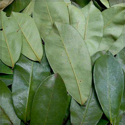 Hojas de Soursop Secas Premium - Naturales y No Transgénicas