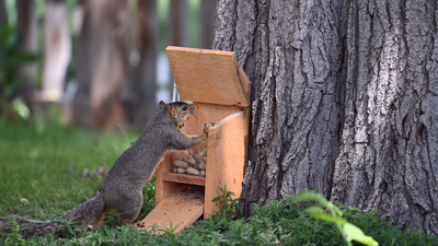 Premium Squirrel Feeder with Innovative Lid Lift Plans