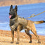 Gilet Harnais Tactics K9 pour Chiens