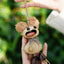 The Chatterbox - Funny Big-Mouth Nut Shell Doll with Fuzzy Ears