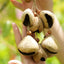 The Forest Harvest Ring - Natural Seed Cluster Charm