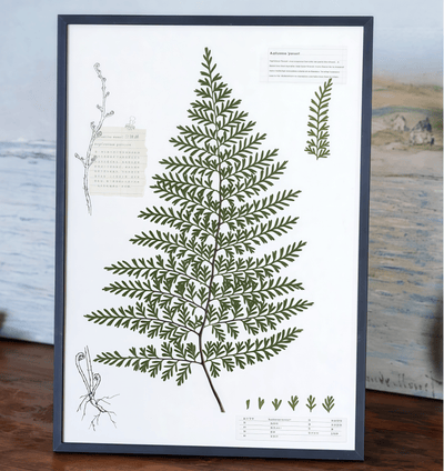 The Grand Herbarium - Large Real Pressed Fern & Flower Art (A3 Size)