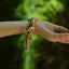 The Happy Pistachio - Hand-Braided Natural Shell Bracelet