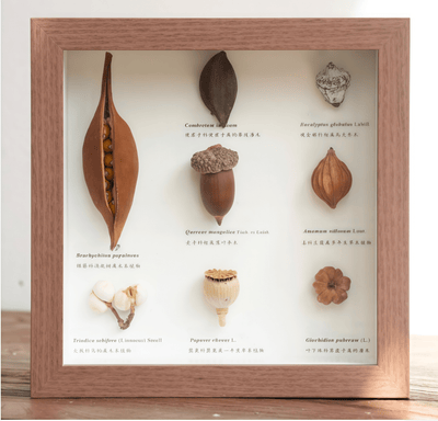The Rainforest Seed Vault - Tropical Specimen Shadow Box Art