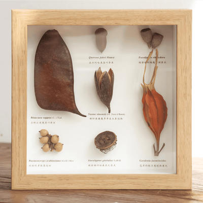 The Rainforest Seed Vault - Tropical Specimen Shadow Box Art
