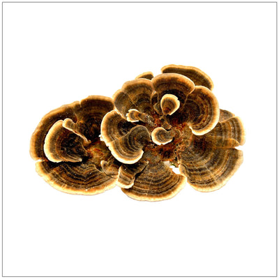 Premium Turkey Tail Mushroom