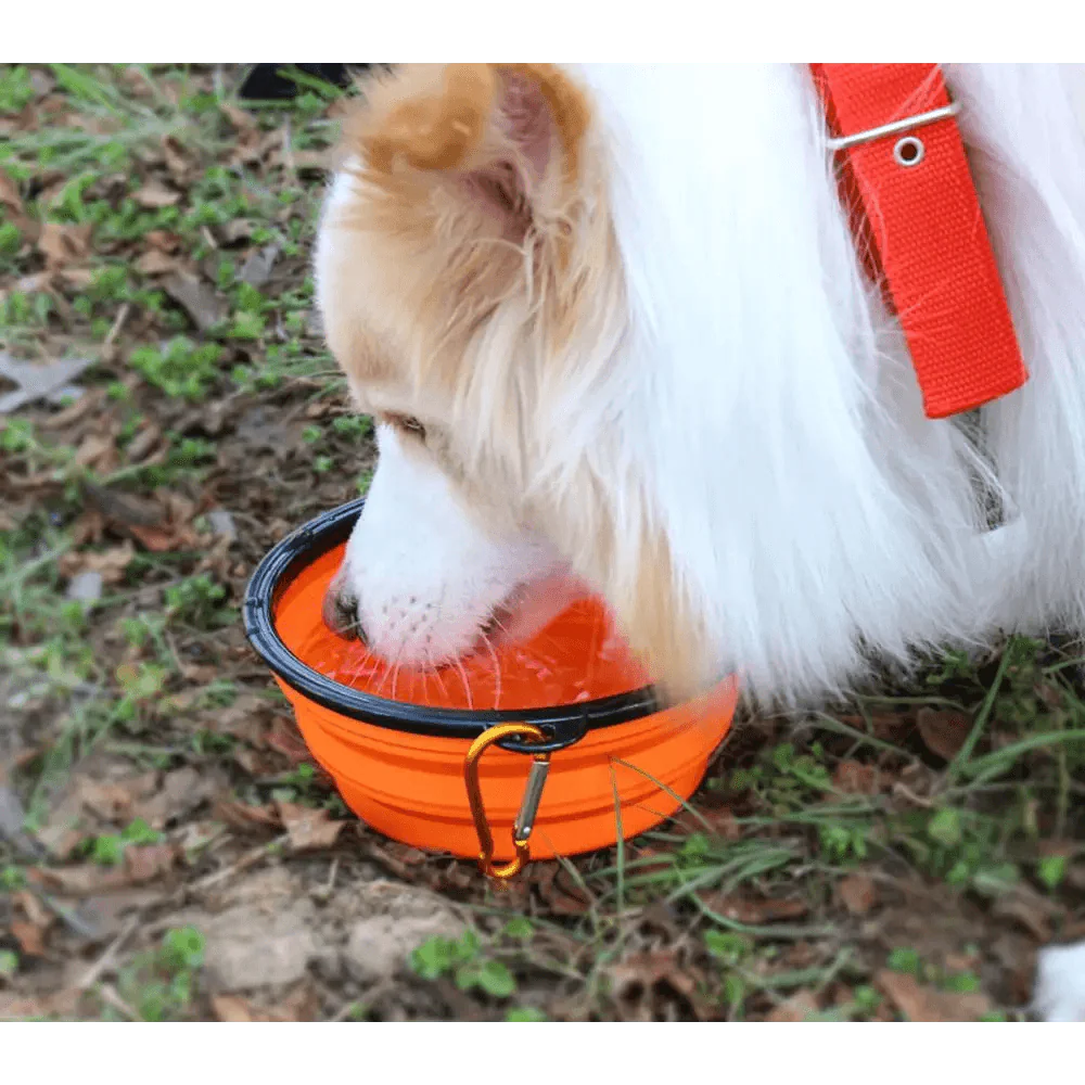 Collapsible Silicone Dog Bowl - Portable Travel Feeder