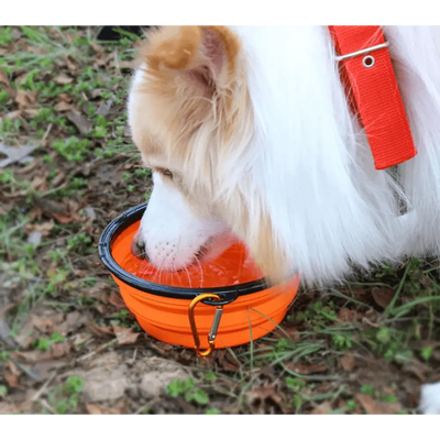 Bol en silicone pliable pour chien - Nourrisseur de voyage portable