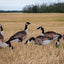 Ultra-Realistic VIVID Series Decoys for Hunters - Korvel