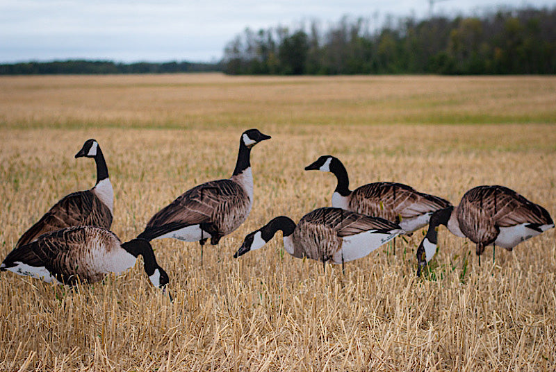 Ultra-Realistic VIVID Series Decoys for Hunters - Korvel