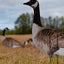 Ultra-Realistic VIVID Series Decoys for Hunters - Korvel