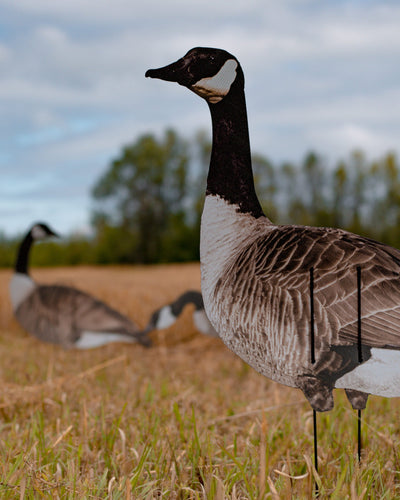 Ultra-Realistic VIVID Series Decoys for Hunters - Korvel