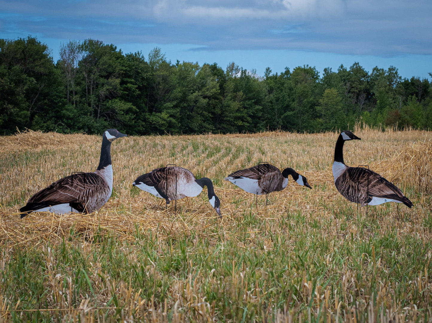 Ultra-Realistic VIVID Series Decoys for Hunters - Korvel